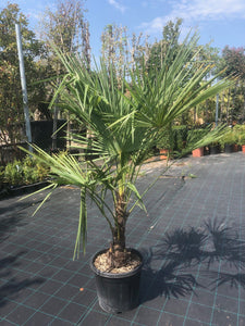 Trachycarpus fortunei / Chusan Palm : 20L Pot : 110-120cm High (exc pot)