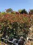 Photinia x fraseri 'Red Robin' / Christmas Berry : 3L Pot : 60-80cm High (exc pot)
