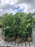Prunus lauroceracus 'Rotundifolia' / Cherry Laurel : R/Ball Pot : 80-100cm Haut (hors pot)