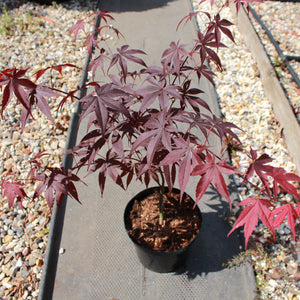 Acer palmatum 'Bloodgood' / Japanese Maple : 3L Pot : 30-50cm High (exc pot)