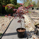 Acer palmatum 'Bloodgood' / Érable du Japon : Pot de 3L : 30-50cm de Haut (hors pot)