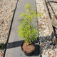 Acer palmatum 'Dissectum' / Japanese Maple : 3L Pot : 40-60cm High (exc pot)