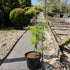 Acer palmatum 'Dissectum' / Erable du Japon : Pot de 3L : 40-60cm de Haut (hors pot)