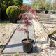 Acer palmatum 'Firecracker' / Japanese Maple : 3L Pot : 30-50cm High (exc pot)