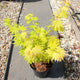 Acer palmatum 'Jordan' / Japanese Maple : 3L Pot : 30-50cm High (exc pot)
