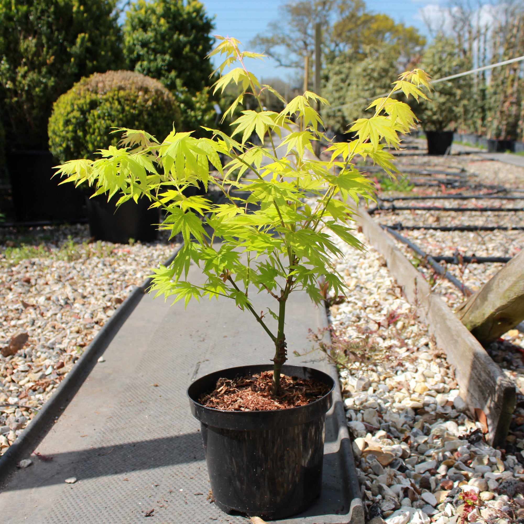 plant acer in pot Acer palmatum 'Jordan' / Japanese Maple : 3L Pot : 30-50cm High (exc p – Top Topiary