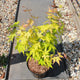 Acer palmatum 'Orange Dream' / Japanese Maple : 3L Pot : 30-40cm High (exc pot)