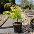 Acer palmatum 'Orange Dream' / Erable du Japon : Pot de 3L : 30-40cm de Haut (hors pot)