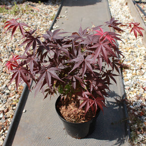 Acer palmatum 'Pixie' / Erable du Japon : Pot de 3L : 30-40cm de Haut (hors pot)