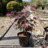 Acer palmatum 'Pixie' / Erable du Japon : Pot de 3L : 30-40cm de Haut (hors pot)