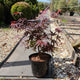 Acer palmatum 'Pixie' / Japanese Maple : 3L Pot : 30-40cm High (exc pot)