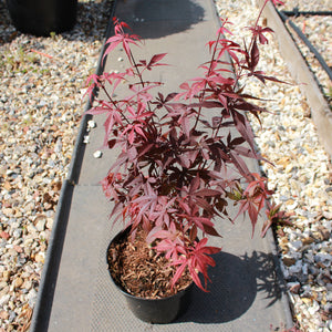 Acer palmatum 'Skeeter's Broom' / Japanese Maple : 3L Pot : 30-50cm High (exc pot)