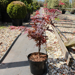Acer palmatum 'Skeeter's Broom' / Japanese Maple : 3L Pot : 30-50cm High (exc pot)