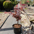 Acer palmatum 'Skeeter's Broom' / Erable du Japon : Pot de 3L : 30-50cm de Haut (hors pot)
