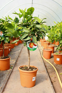 Citrus sinensis / Orange Standard : 5L : 40-55cm High (exc pot)