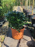Pittosporum tobira 'Nanum' / Pittosporum : Pot de 7L : 30-40cm de haut (hors pot)