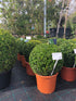Buxus sempervirens / Boite Boule : 12L Pot : 40cm de Haut (hors pot)