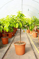 Citrus x paradisi / Grapefruit Tree : 5L : 55-65cm High (exc pot)