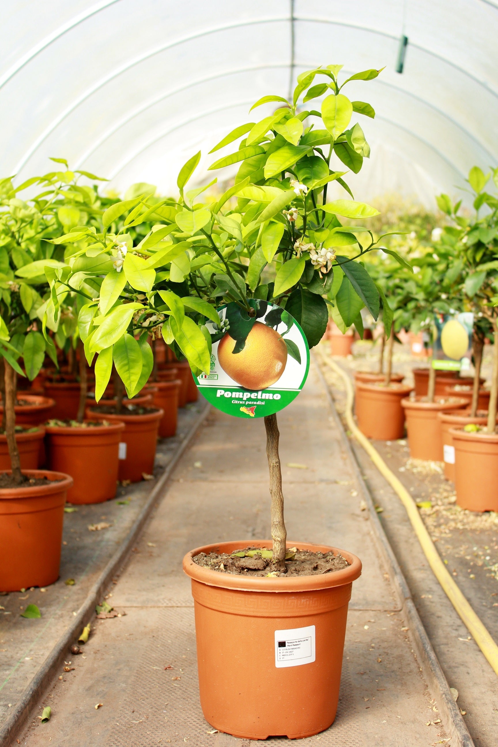 grapefruit plant in pot Citrus x paradisi / Grapefruit Tree : 5L : 55-65cm High (exc pot) – Top Topiary