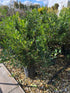 Pittosporum tobira / Pittosporum : Pot de 7L : 30-50cm de haut (hors pot)