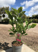 Magnolia 'Susan' / Magnolia : 3L Pot : 60-80cm High (exc pot)