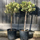 Ilex aquifolium 'Aureomarginata' / Holly Standard : 5L Pot : 60-70cm High (exc pot)