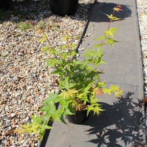 Acer palmatum 'Sango-kaku' / Japanese Maple : 3L Pot : 30-50cm High (exc pot)