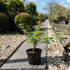 Acer palmatum 'Sango-kaku' / Erable du Japon : Pot de 3L : 30-50cm de Haut (hors pot)
