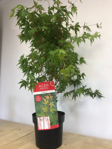 Acer palmatum 'Sango-kaku' / Japanese Maple : 3L Pot : 60-80cm High (exc pot)