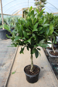 Laurus nobilis / Bay Plaited Standard : 2.5L : 50cm High (exc pot)