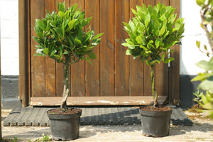 Laurus nobilis / Bay Plaited Standard : 2.5L : 50cm High (exc pot)
