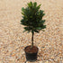 Laurus nobilis / Bay Plaited Standard : 2.5L : 50cm High (exc pot)