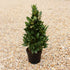Laurus nobilis / Bay Pyramid: 2.5L: 40-50cm de haut (pot exc)