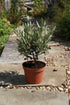 Olea europaea / Olivier: 2L: 25-35cm de haut (pot exc)