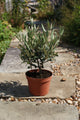 Olea europaea / Olive Tree Bush : 2L : 25-35cm High (exc pot)