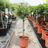 Olea europaea / Olive Standard : 2L : 40-50cm High (exc pot)