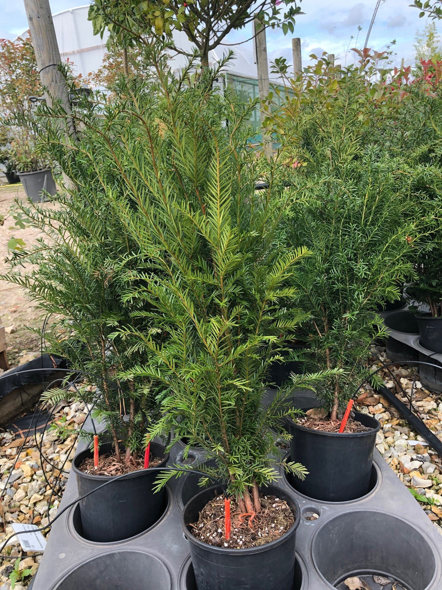 Taxus baccata / Yew : 4L Pot : 60-80cm High (exc pot) – Top Topiary