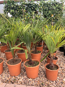Trachycarpus fortunei / Chusan Palm : 5L Pot : 60-80cm High (exc pot)