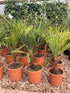 Trachycarpus fortunei / Palmier Chusan : Pot de 5L : 60-80cm de haut (hors pot)