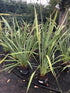 Phormium tenax / Lin de Nouvelle-Zélande : Pot de 10L : 80-100cm de haut (hors pot)