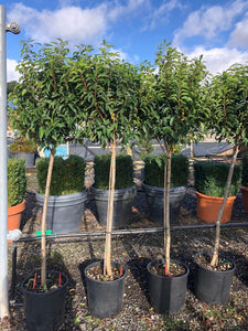 Prunus lusitanica / Portuguese Laurel : 12L Pot : 140-150cm High (exc pot)