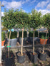Prunus lusitanica / Portuguese Laurel : 12L Pot : 140-150cm High (exc pot)