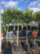 Prunus lusitanica / Portuguese Laurel : 12L Pot : 140-150cm High (exc pot)