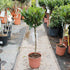 Laurus nobilis / Bay Standard : 2.5L : 40-50cm High (exc pot)