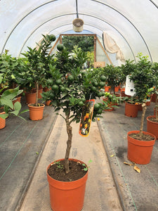 Citrus x aurantium 'Chinotto' / Chinotto Orange Standard : 5L Pot : 55-65cm High (exc pot)