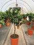 Citrus x aurantium 'Chinotto' / Chinotto Orange Standard : 5L Pot : 45-55cm de haut (hors pot)