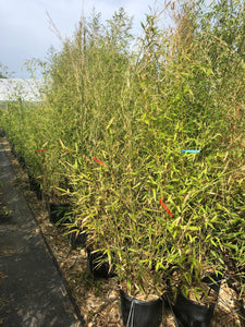 Phyllostachys bissetii / Bisset's Bamboo : 12L Pot : 150-175cm High (exc pot)