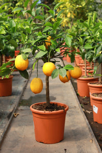 Citrus limon x meyeri / Meyer Lemon Standard : 5L : 40-50cm Haut (hors pot)