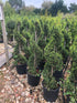 Cuprocyparis leylandii 'Castlewellan Gold' / Leyland cypress 'Castlewellan Gold' Spiral : 15L Pot : 100-110cm High (exc pot)