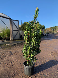 Arbutus unedo / Strawberry Tree : 10L Pot : 100-120cm High (exc pot)